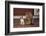 Chihuahua and a Cat-DLILLC-Framed Photographic Print