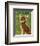 Chihuahua (chocolate and tan)-John W^ Golden-Framed Art Print