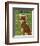 Chihuahua (chocolate and tan)-John W^ Golden-Framed Art Print