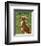 Chihuahua (chocolate and tan)-John W^ Golden-Framed Art Print