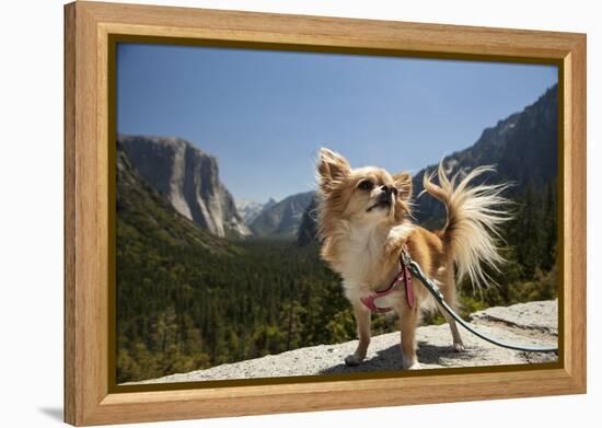 Chihuahua Dog in Yosemite National Park-Richard T Nowitz-Framed Premier Image Canvas