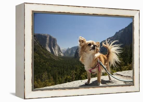 Chihuahua Dog in Yosemite National Park-Richard T Nowitz-Framed Premier Image Canvas