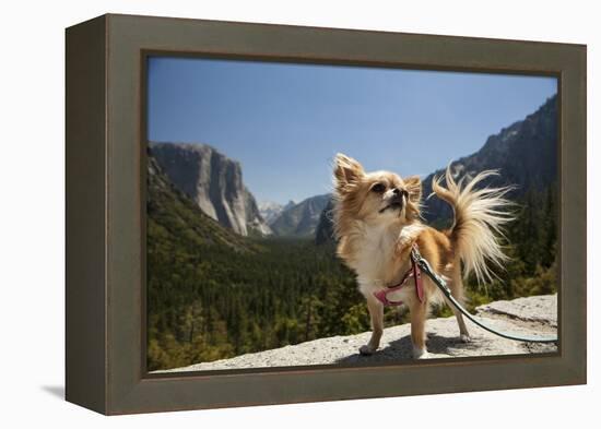 Chihuahua Dog in Yosemite National Park-Richard T Nowitz-Framed Premier Image Canvas