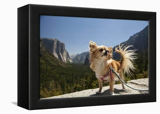 Chihuahua Dog in Yosemite National Park-Richard T Nowitz-Framed Premier Image Canvas