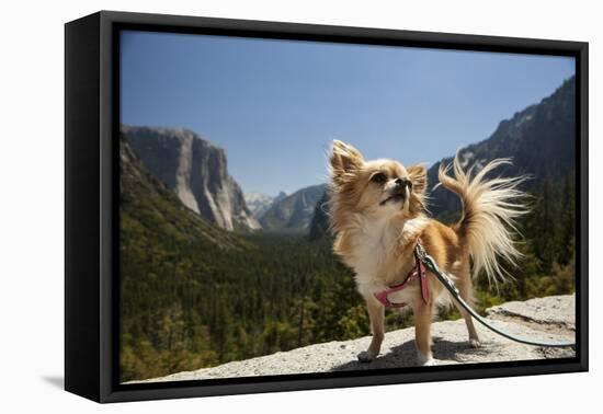 Chihuahua Dog in Yosemite National Park-Richard T Nowitz-Framed Premier Image Canvas