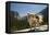 Chihuahua Dog in Yosemite National Park-Richard T Nowitz-Framed Premier Image Canvas