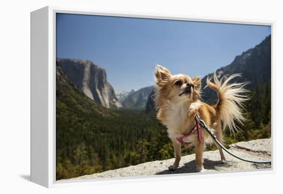 Chihuahua Dog in Yosemite National Park-Richard T Nowitz-Framed Premier Image Canvas