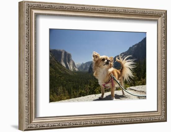 Chihuahua Dog in Yosemite National Park-Richard T Nowitz-Framed Photographic Print