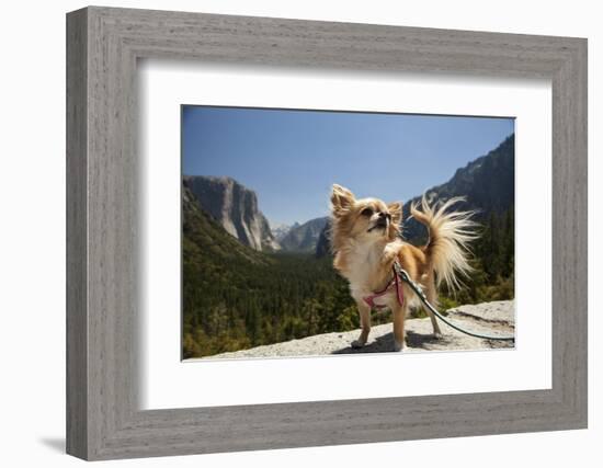 Chihuahua Dog in Yosemite National Park-Richard T Nowitz-Framed Photographic Print