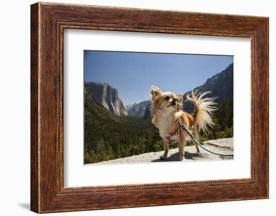 Chihuahua Dog in Yosemite National Park-Richard T Nowitz-Framed Photographic Print