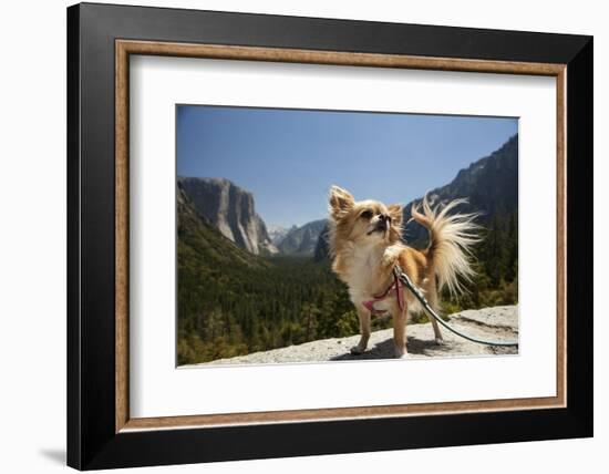 Chihuahua Dog in Yosemite National Park-Richard T Nowitz-Framed Photographic Print