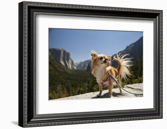 Chihuahua Dog in Yosemite National Park-Richard T Nowitz-Framed Photographic Print