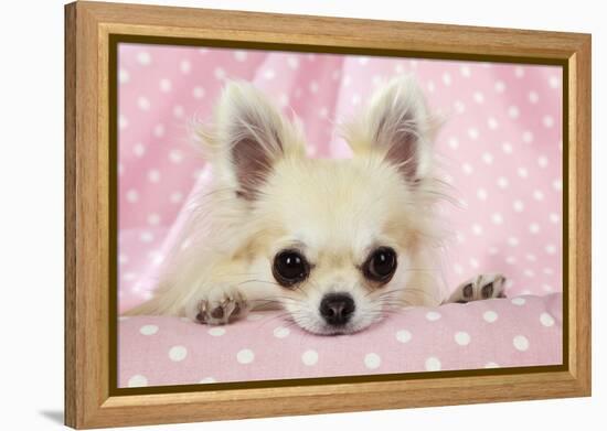 Chihuahua Dog-null-Framed Premier Image Canvas