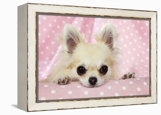 Chihuahua Dog-null-Framed Premier Image Canvas