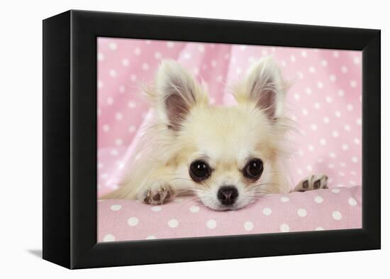 Chihuahua Dog-null-Framed Premier Image Canvas