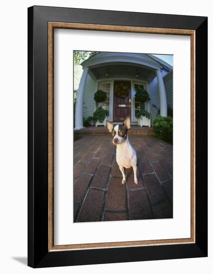 Chihuahua Dog-DLILLC-Framed Photographic Print