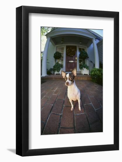 Chihuahua Dog-DLILLC-Framed Photographic Print