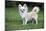 Chihuahua Dog-null-Mounted Photographic Print