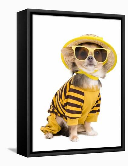 Chihuahua Dressed With T-Shirt, Straw Hat And Sun Glasses-vitalytitov-Framed Premier Image Canvas