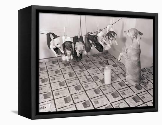 Chihuahua Feeding Her Pups-Bettmann-Framed Premier Image Canvas
