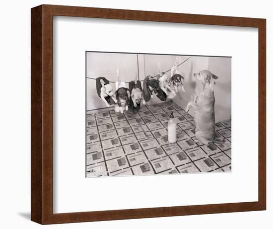 Chihuahua Feeding Her Pups-Bettmann-Framed Photographic Print