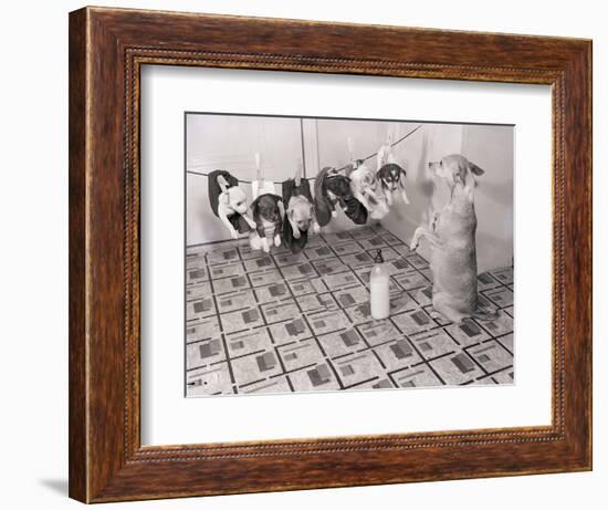 Chihuahua Feeding Her Pups-Bettmann-Framed Photographic Print