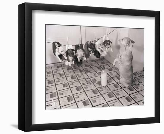 Chihuahua Feeding Her Pups-Bettmann-Framed Photographic Print