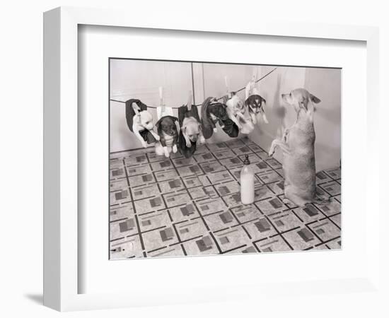 Chihuahua Feeding Her Pups-Bettmann-Framed Photographic Print