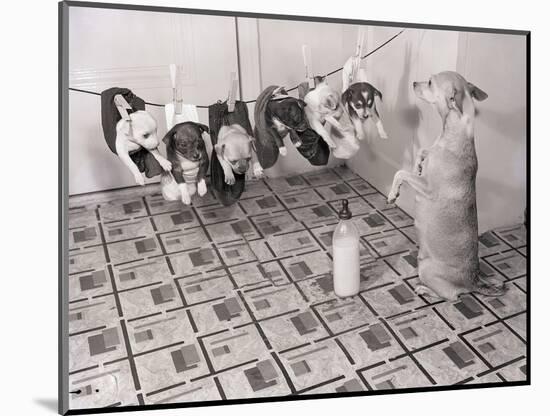 Chihuahua Feeding Her Pups-Bettmann-Mounted Photographic Print