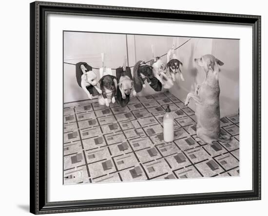 Chihuahua Feeding Her Pups-Bettmann-Framed Photographic Print