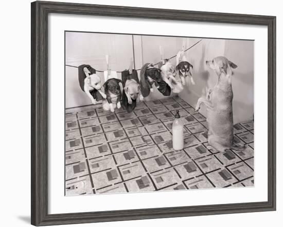 Chihuahua Feeding Her Pups-Bettmann-Framed Photographic Print