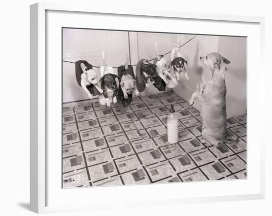 Chihuahua Feeding Her Pups-Bettmann-Framed Photographic Print