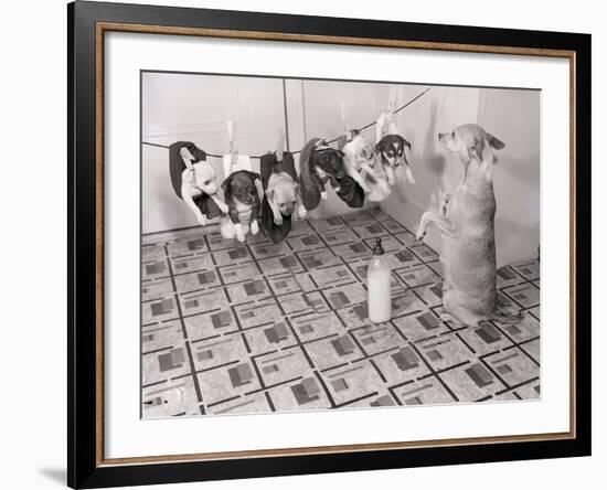 Chihuahua Feeding Her Pups-Bettmann-Framed Photographic Print