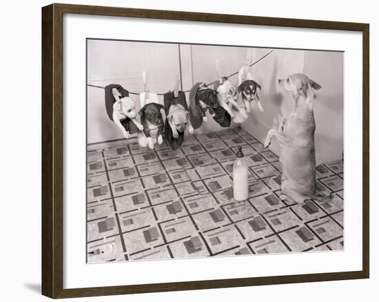 Chihuahua Feeding Her Pups-Bettmann-Framed Photographic Print