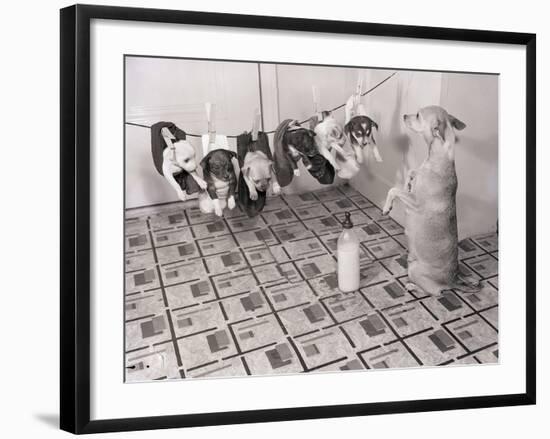 Chihuahua Feeding Her Pups-Bettmann-Framed Photographic Print