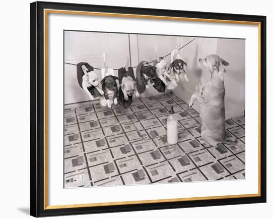 Chihuahua Feeding Her Pups-Bettmann-Framed Photographic Print