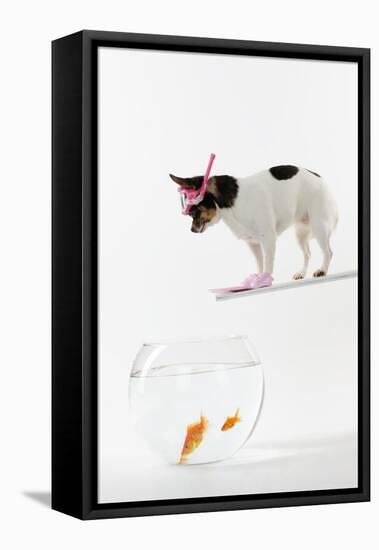 Chihuahua in Scuba Gear over Goldfish Bowl-null-Framed Premier Image Canvas