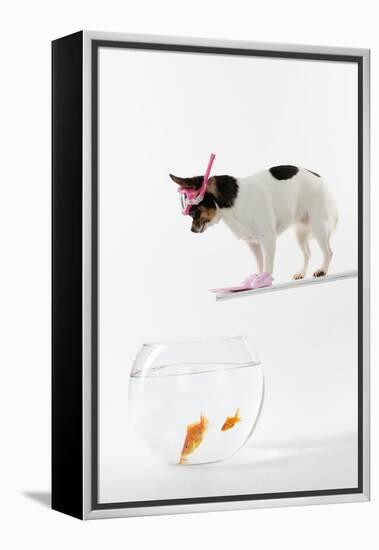 Chihuahua in Scuba Gear over Goldfish Bowl-null-Framed Premier Image Canvas