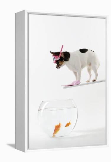 Chihuahua in Scuba Gear over Goldfish Bowl-null-Framed Premier Image Canvas