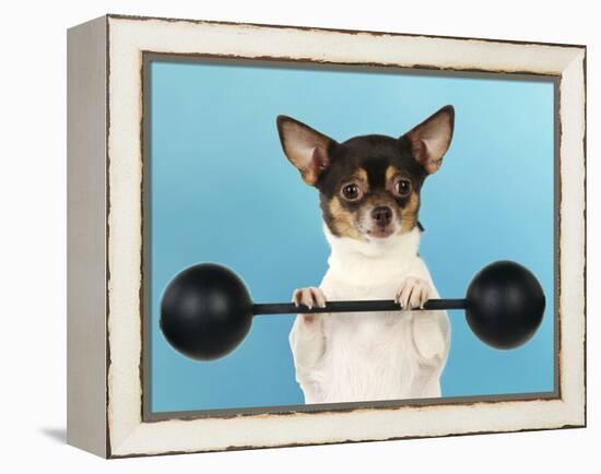 Chihuahua Lifting Weights-null-Framed Premier Image Canvas