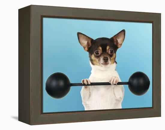 Chihuahua Lifting Weights-null-Framed Premier Image Canvas