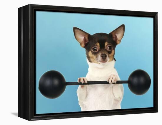 Chihuahua Lifting Weights-null-Framed Premier Image Canvas
