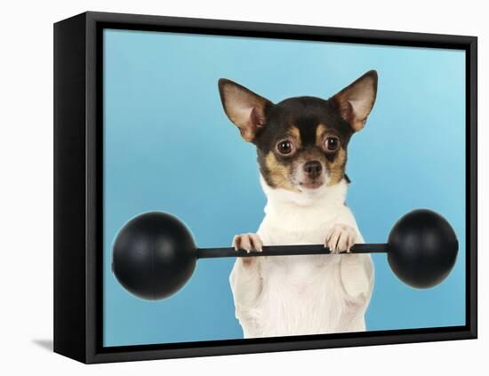 Chihuahua Lifting Weights-null-Framed Premier Image Canvas