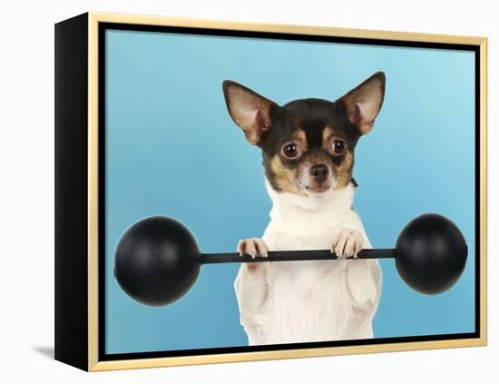 Chihuahua Lifting Weights-null-Framed Premier Image Canvas