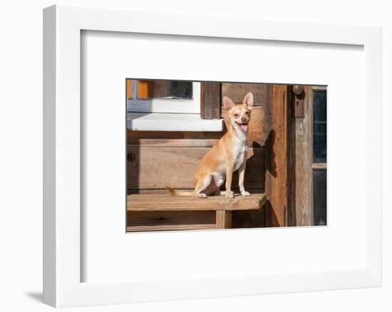 Chihuahua Looking-Zandria Muench Beraldo-Framed Photographic Print