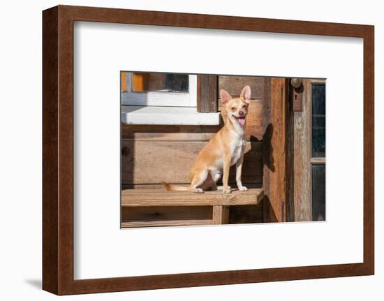 Chihuahua Looking-Zandria Muench Beraldo-Framed Photographic Print