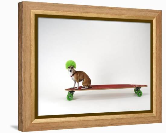 Chihuahua on a Skateboard-Chris Rogers-Framed Premier Image Canvas