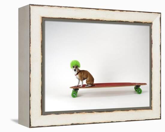 Chihuahua on a Skateboard-Chris Rogers-Framed Premier Image Canvas