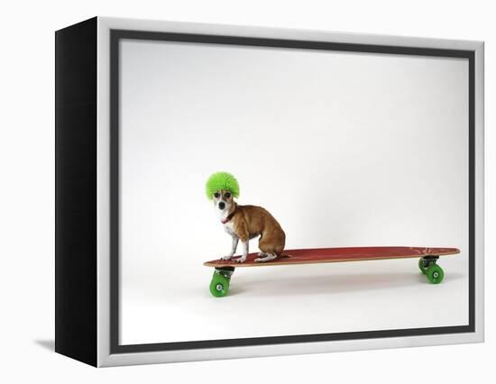 Chihuahua on a Skateboard-Chris Rogers-Framed Premier Image Canvas