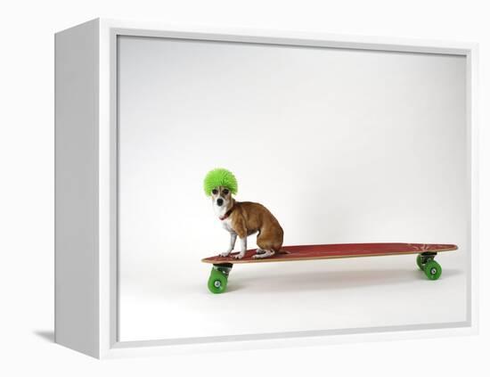 Chihuahua on a Skateboard-Chris Rogers-Framed Premier Image Canvas